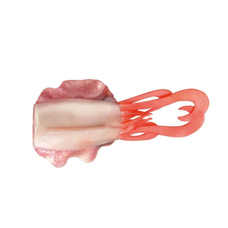 Akami sepiade Body